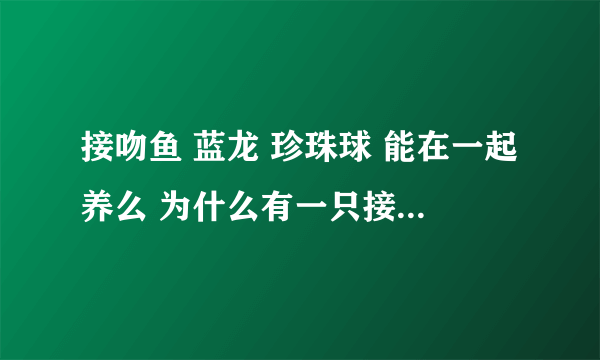 接吻鱼 蓝龙 珍珠球 能在一起养么 为什么有一只接吻鱼总是追其他的鱼 不让他们吃食啊