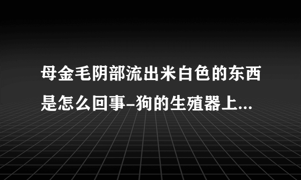 母金毛阴部流出米白色的东西是怎么回事-狗的生殖器上有白色的分泌物，这是怎么回事？