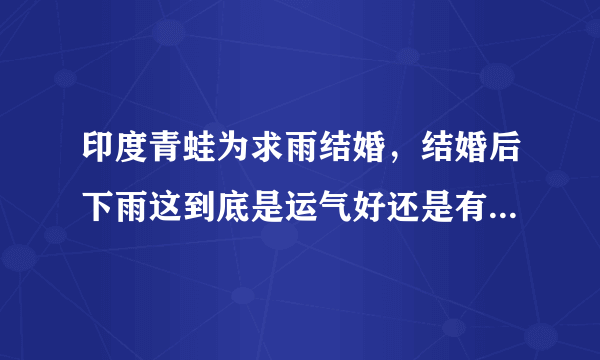 印度青蛙为求雨结婚，结婚后下雨这到底是运气好还是有什么不为人知的秘密？