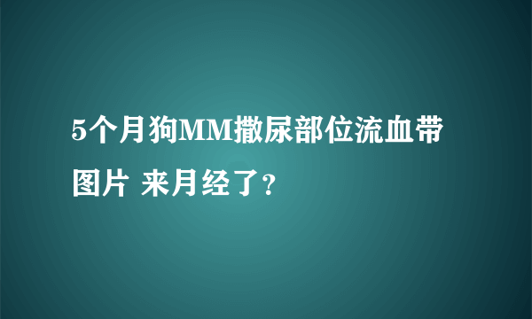 5个月狗MM撒尿部位流血带图片 来月经了？