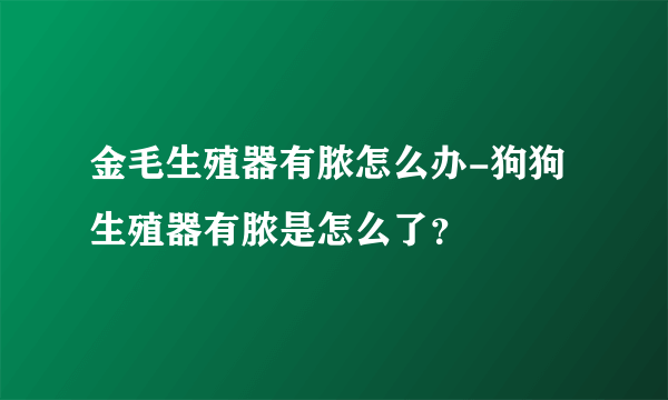 金毛生殖器有脓怎么办-狗狗生殖器有脓是怎么了？