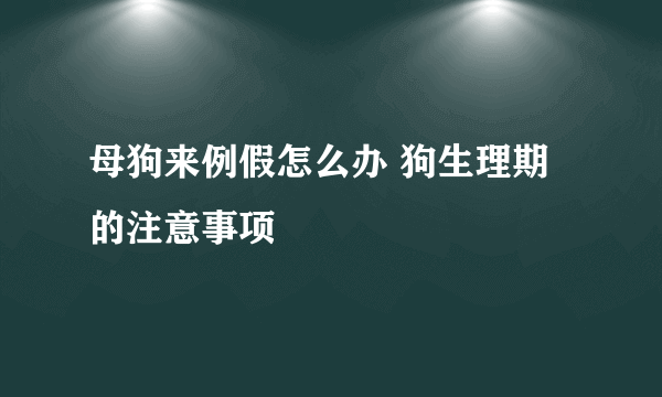 母狗来例假怎么办 狗生理期的注意事项