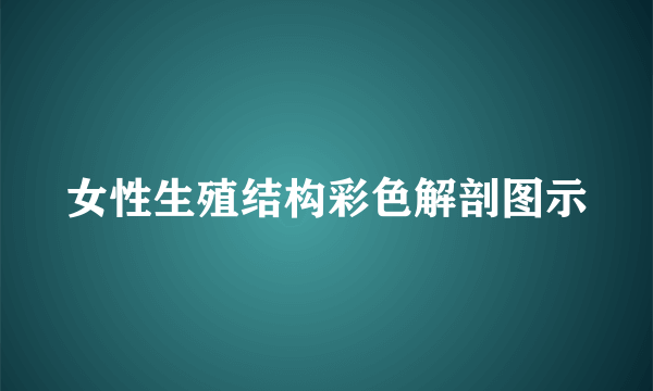 女性生殖结构彩色解剖图示