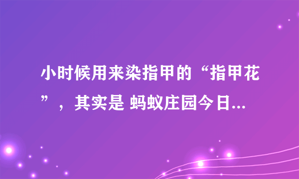 小时候用来染指甲的“指甲花”，其实是 蚂蚁庄园今日答案5月19日