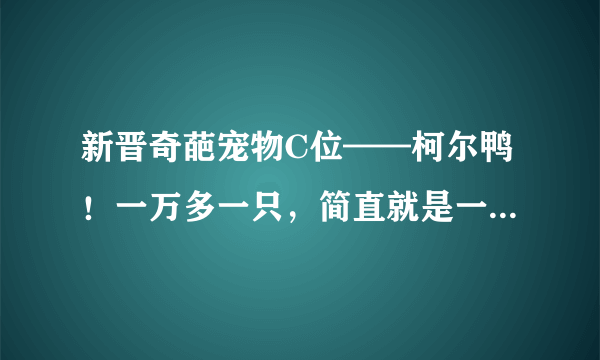 新晋奇葩宠物C位——柯尔鸭！一万多一只，简直就是一斤千金呀！