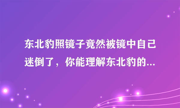 东北豹照镜子竟然被镜中自己迷倒了，你能理解东北豹的这种行为吗？