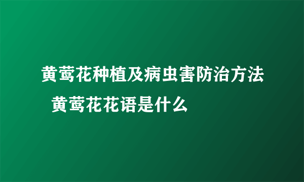 黄莺花种植及病虫害防治方法  黄莺花花语是什么