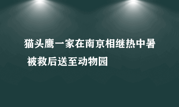 猫头鹰一家在南京相继热中暑 被救后送至动物园