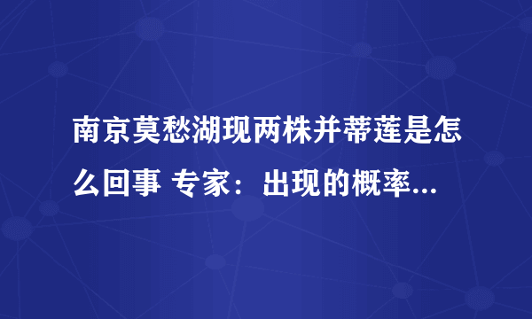 南京莫愁湖现两株并蒂莲是怎么回事 专家：出现的概率为十万分之一