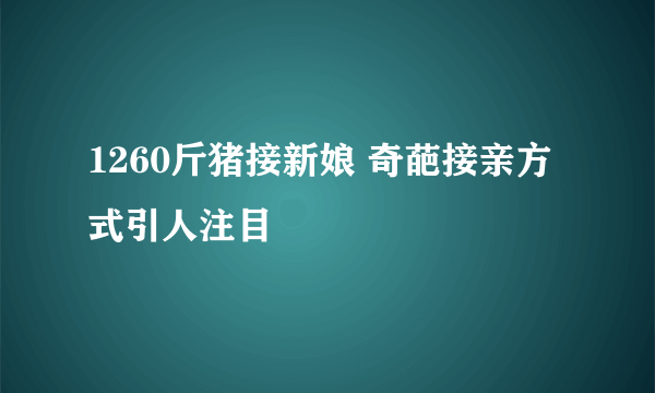 1260斤猪接新娘 奇葩接亲方式引人注目