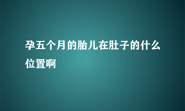 孕五个月的胎儿在肚子的什么位置啊