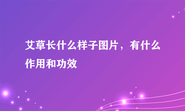 艾草长什么样子图片，有什么作用和功效