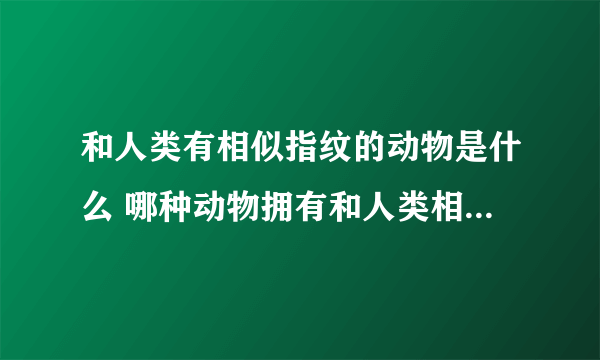 和人类有相似指纹的动物是什么 哪种动物拥有和人类相似的指纹