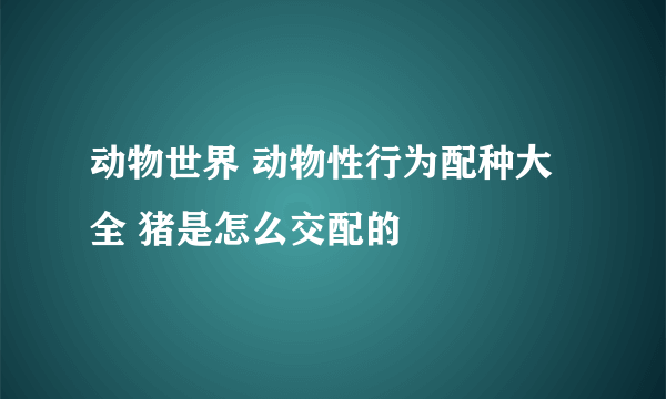 动物世界 动物性行为配种大全 猪是怎么交配的