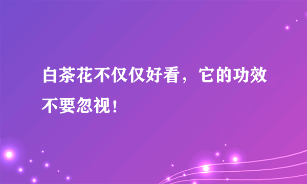 白茶花不仅仅好看，它的功效不要忽视！