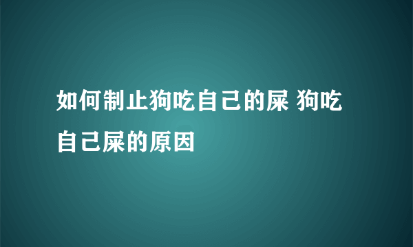 如何制止狗吃自己的屎 狗吃自己屎的原因