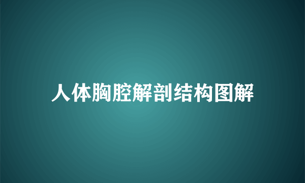 人体胸腔解剖结构图解