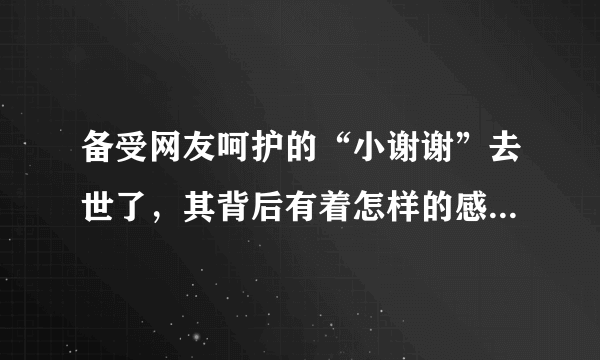 备受网友呵护的“小谢谢”去世了，其背后有着怎样的感人故事？