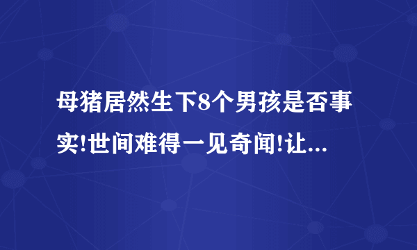 母猪居然生下8个男孩是否事实!世间难得一见奇闻!让大家很难以相信!