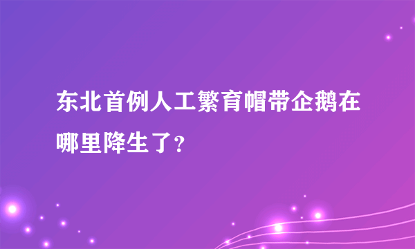 东北首例人工繁育帽带企鹅在哪里降生了？