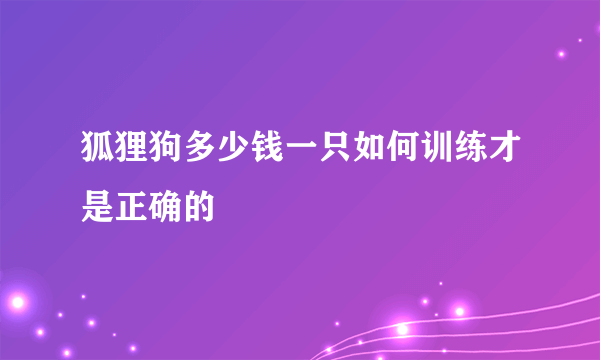 狐狸狗多少钱一只如何训练才是正确的