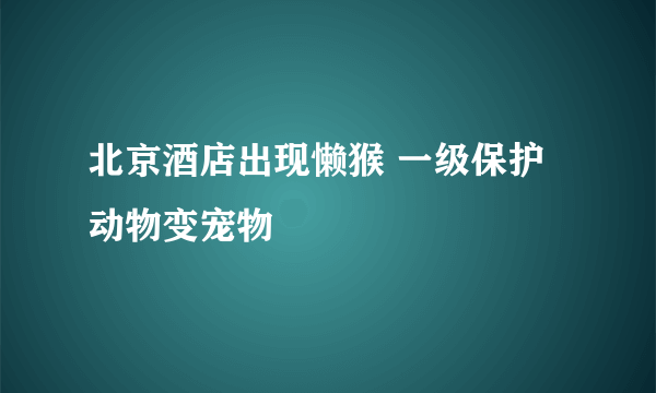 北京酒店出现懒猴 一级保护动物变宠物