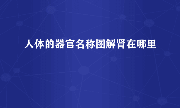 人体的器官名称图解肾在哪里