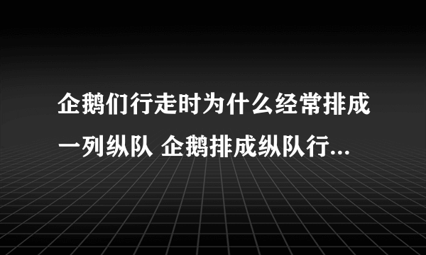 企鹅们行走时为什么经常排成一列纵队 企鹅排成纵队行走是什么原因