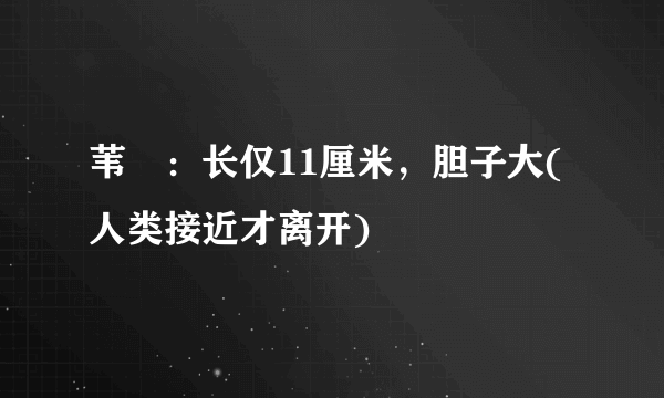 苇鹀：长仅11厘米，胆子大(人类接近才离开)